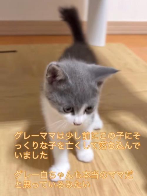 立っている子猫