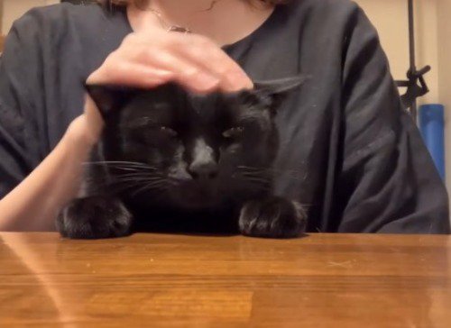 飼い主に頭を撫でられて目を細める猫