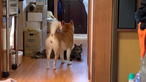 遠くを見据える姿