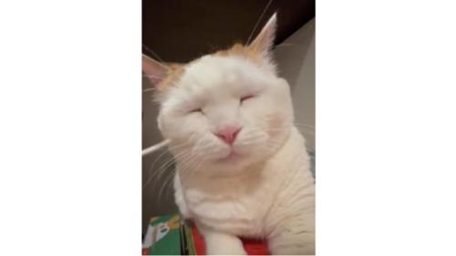目をつぶる猫
