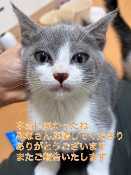 子猫の顔