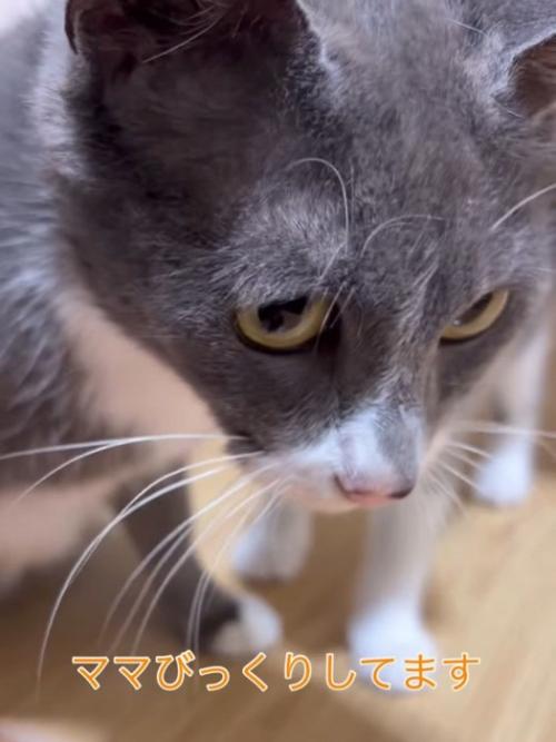 成猫の顔