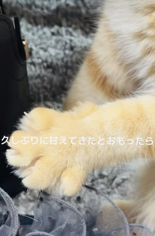 飼い主さんに撫でられて前足をグーパーするマンチカン