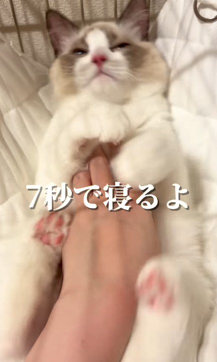 おなかをなでられる猫