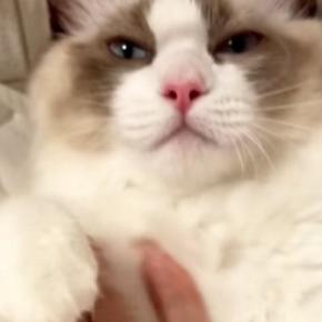 仰向けになってくつろぐ猫→『お腹をなでなで』されると…7秒後の『信じられない光景』が184万再生「えええ」「6秒まで全然だったのにｗ」