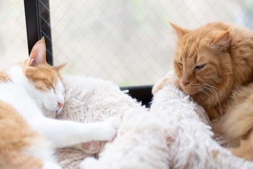 窓辺でくつろぐ2匹の猫