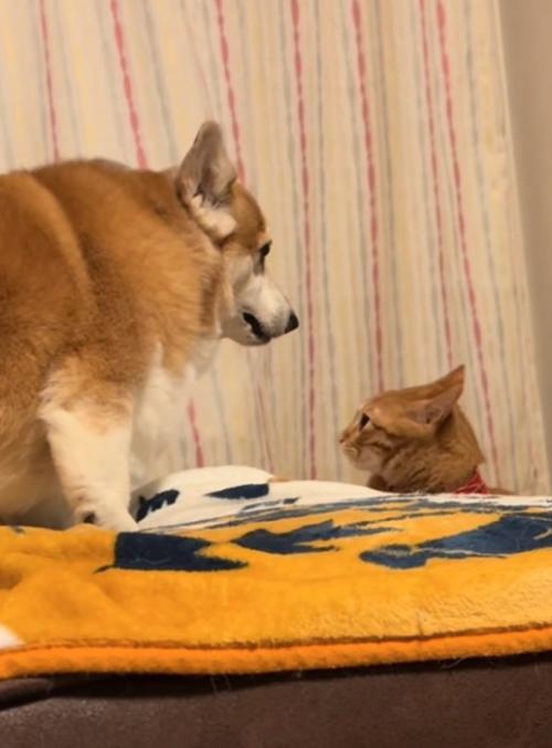 見つめる猫