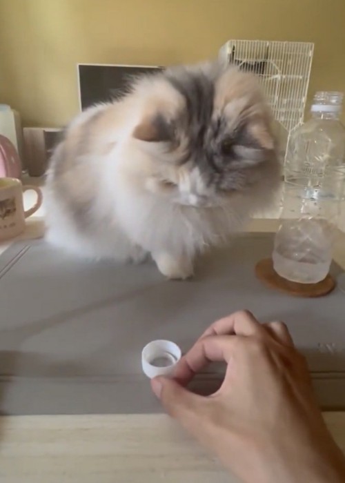 ペットボトルの蓋を弾こうとする飼い主さんの手