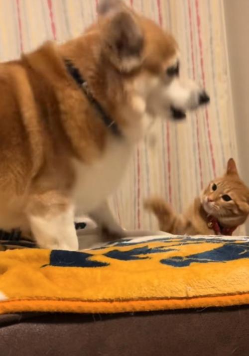 猫パンチ