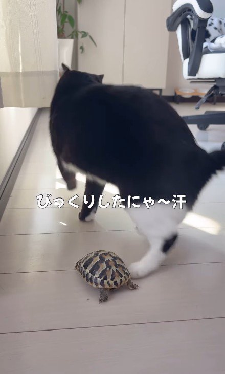 亀に驚く猫