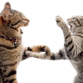 猫の間にも『いじめ』は起こるの？　見逃せない5つのサインや適切な対処法