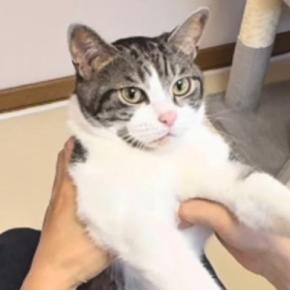 ソファでまったりしていた猫→抱っこして『体を伸ばしてあげる』と…微笑ましい光景が35万再生「パァが可愛すぎるｗ」「え～不思議」