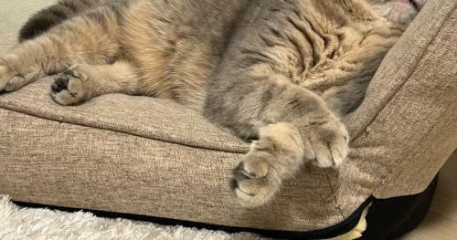 座椅子にもたれかかって眠るキジトラ猫