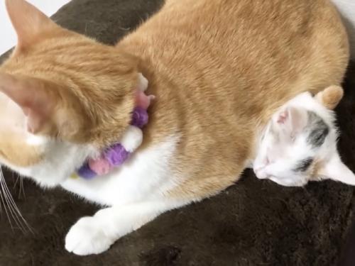 先住猫の体で暖をとる子猫