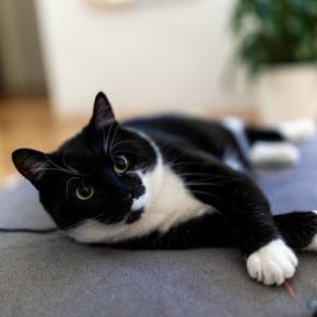 猫が『呼ばれたときにみせる仕草』でキモチがわかる？　3つの反応別に心理や上手な接し方を解説