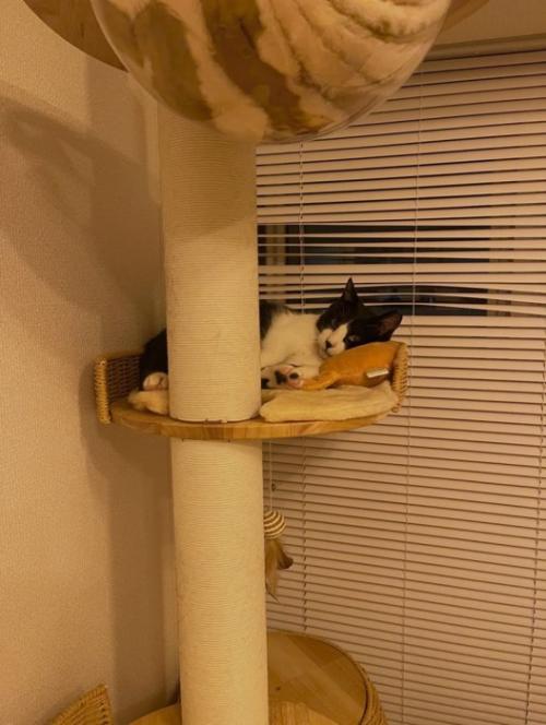 キャットタワーにいる猫