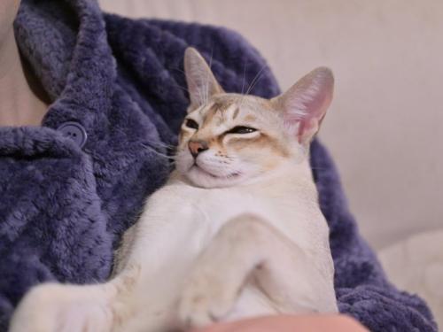 抱っこされる猫