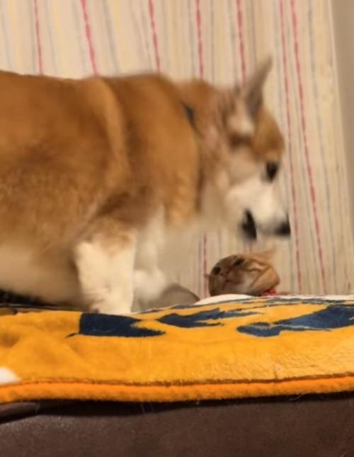 潰れかかっている猫
