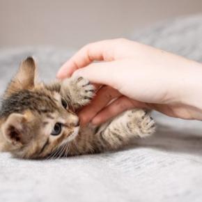 猫を『衝動飼い』すると起こりうるトラブル5つ　慎重に考えるべき理由や飼い主に必要な覚悟
