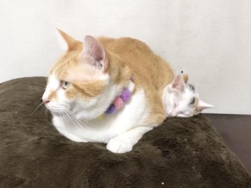 子猫を温める先住猫