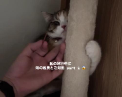 猫に差し出された手