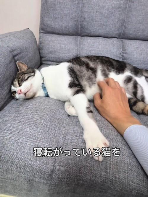 横になっている猫