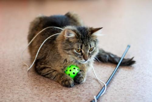 猫とボール
