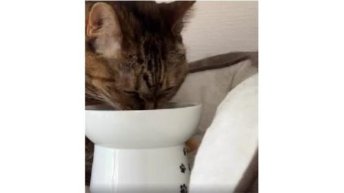 ご飯を食べている猫