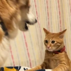 犬にちょっかいをかけた猫→ブチギれられた結果…爆笑必至の『まさかの光景』が92万再生「釘が打たれていくみたいｗ」「珍しいタイプｗ」