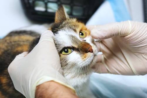 目の診察を受ける猫