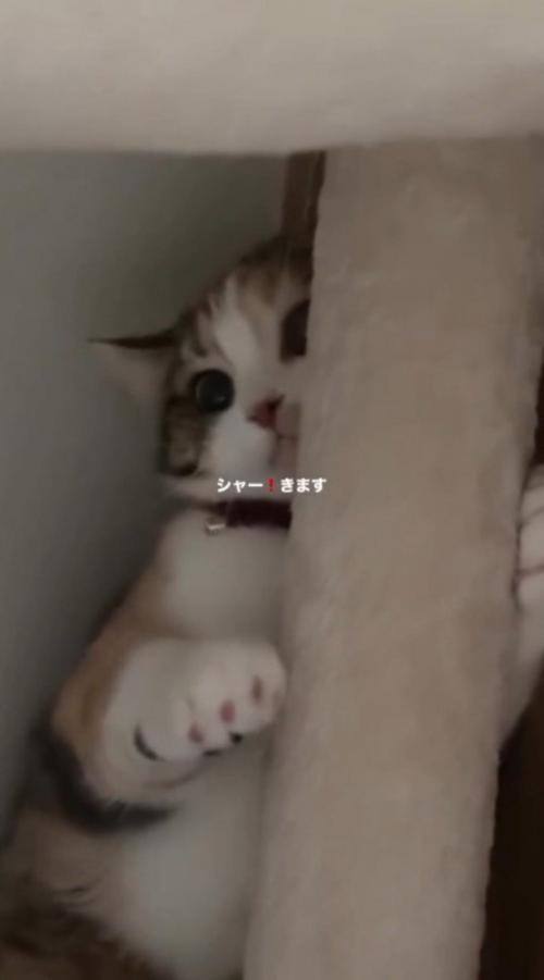 差し出された手に威嚇する猫