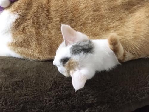 先住猫の体の下から頭だけ出している子猫