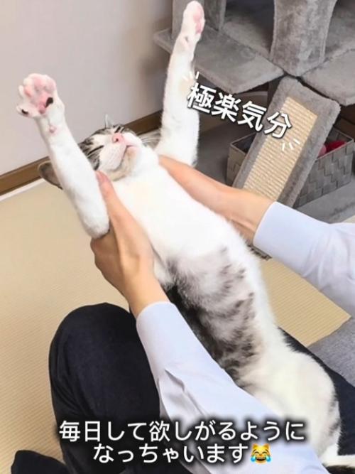 バンザイして目を閉じる猫