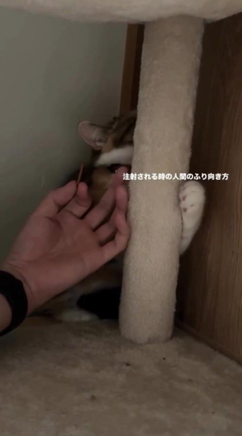 キャットタワーの陰に隠れる猫
