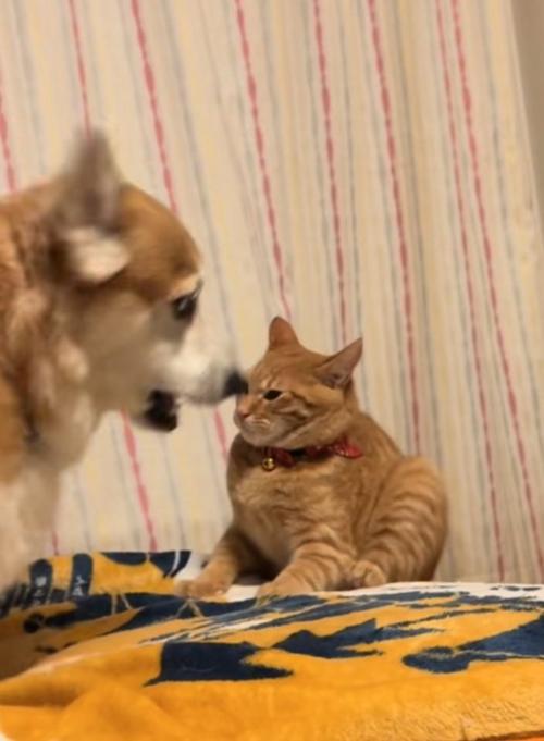 怒る犬