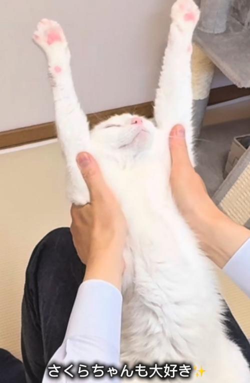 バンザイする白い猫