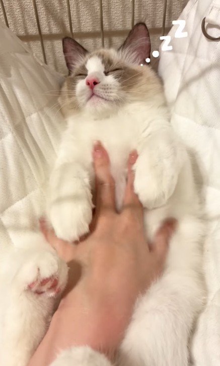 おなかをなでられる猫