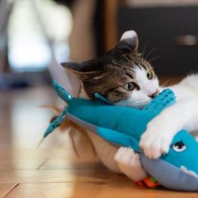 猫が思わず没頭してしまう『ひとり遊び』4選　さまざまなメリットから安全を守るための注意点まで