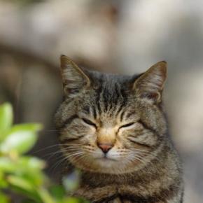 猫が『目を細める』ときに隠された心理3つ　愛情表現の証？上手な接し方とは