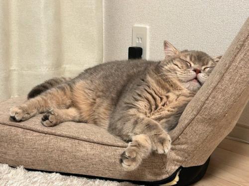 座椅子にもたれかかって眠るキジトラ猫