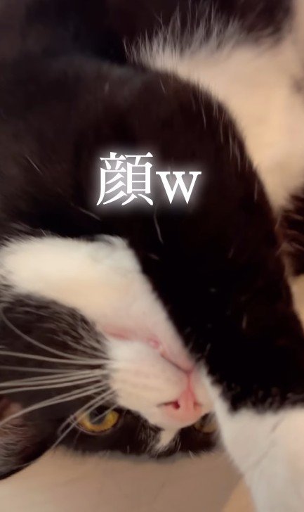 呆然とする猫