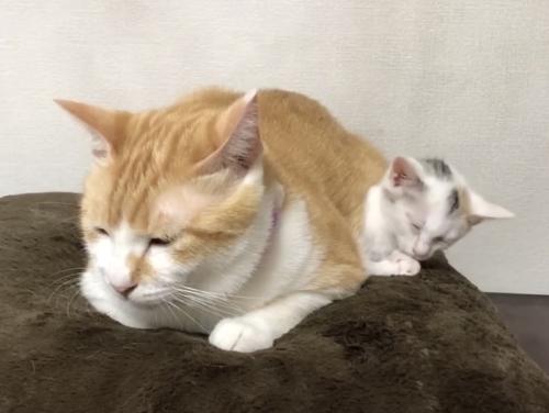 眠そうな先住猫
