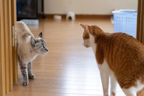 様子を見る2匹の猫