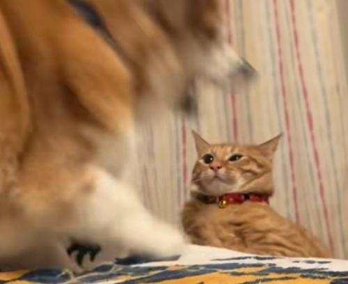 潰れかかっている猫