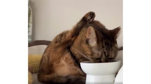 ご飯を食べている猫