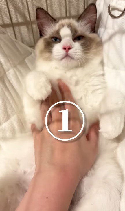 おなかをなでられる猫
