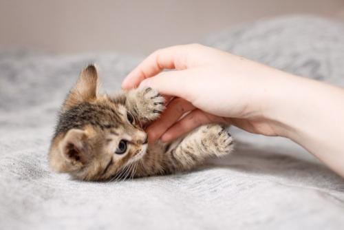 手にじゃれる子猫