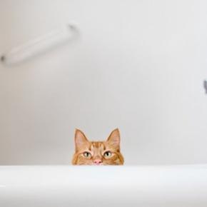 行方不明の愛猫が閉じ込められていたのは、リフォーム後の浴槽下だった！　米国