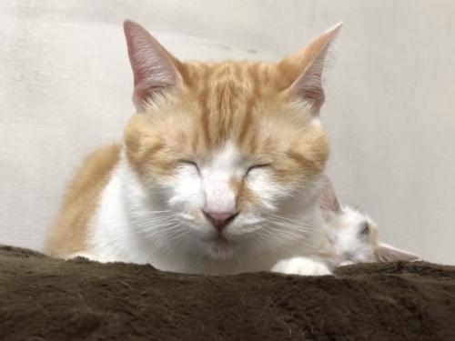 眠る先住猫