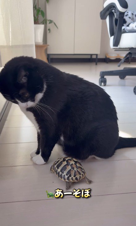 猫に近づく亀